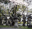 <h5>◇立木神社の写真：</h5><br />　神社のあちらこちらには、桜の木があります。 毎年、春には美しい花を咲かせます。<br /><br /><h5>　　☆　画面両端の矢印（←　→）ボタンで、次の写真に移動し、右上の×ボタンで、元のページにもどります。</h5>